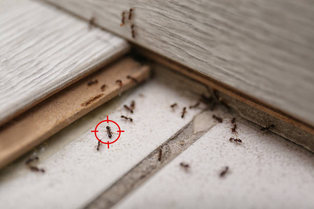 Best Bed Bug Extermination  in Carey, OH