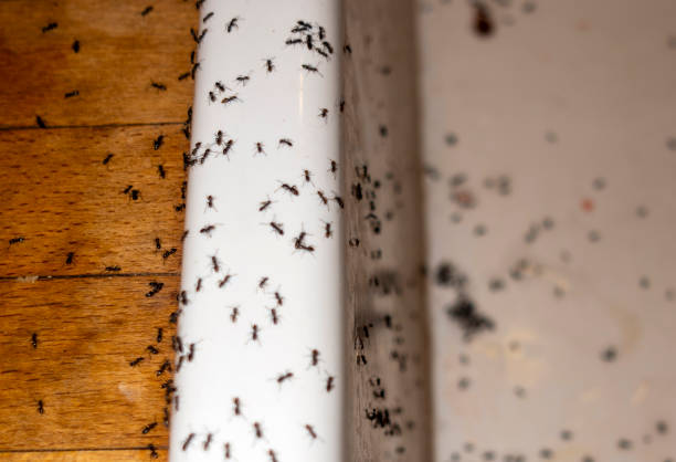 Best Flea Control Services  in Carey, OH
