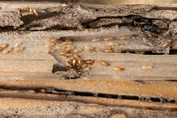 Best Pest Removal Services  in Carey, OH